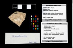 Foto (Objekt + Etikett) von Goniodromites sp.  (NHMW-GEO-1990-0041-4801)
